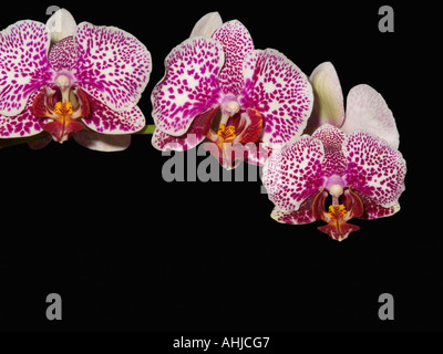 Orchideen phalaenopsis Stockfoto