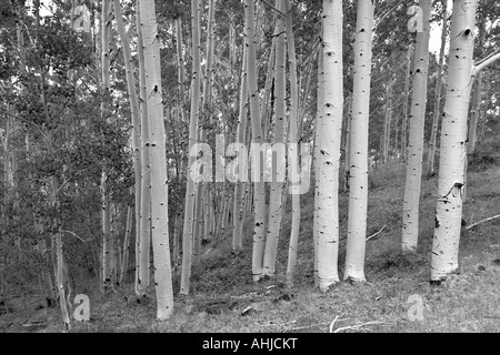 Aspen Grove Dixie National Forest Utah Stockfoto