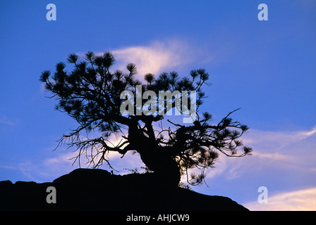 Pinon Kiefer Baum Silhouette gegen Sonnenuntergang Zion Nationalpark Stockfoto