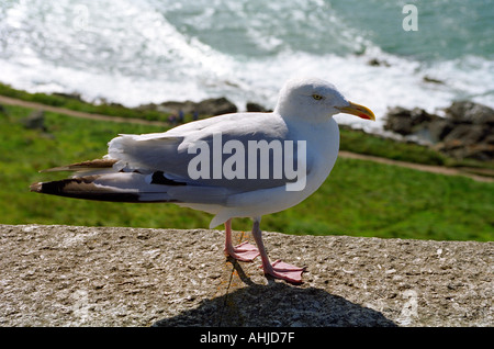 Möwe an der Wand. St. Ives, Cornwall, England, Großbritannien. Stockfoto