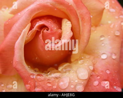 In der Nähe von empfindlichen Blütenblätter von rosa- und Cremefarbenen Rose mit glitzernden Regentropfen Stockfoto