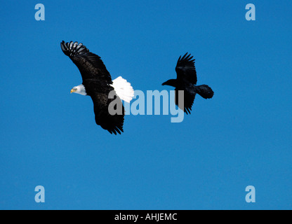 Weißkopf-Seeadler und Rabe im Flug Stockfoto