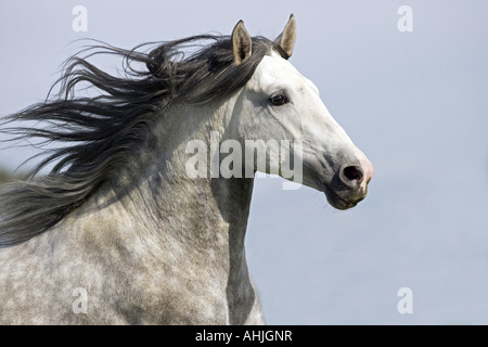 Pure Spanisch gezüchtet - Porträt Stockfoto