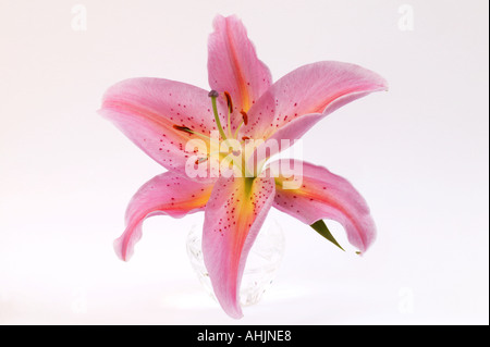 Einzelne Stargazer Lilie Lilium Sterne Gaffer in Kristallvase Stockfoto