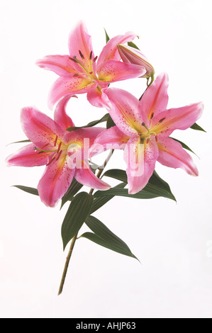 Spray von Stargazer Lilien Lilium Sterne Gaffer Stockfoto