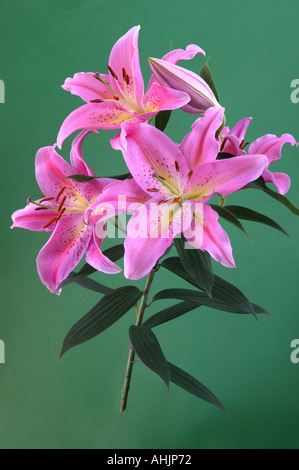 Spray von Stargazer Lilien Lilium Sterne Gaffer Stockfoto