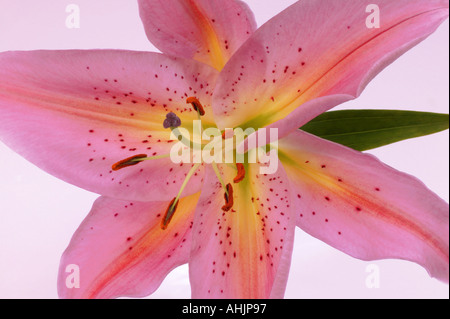 Stargazer Lily in extremer Nahaufnahme Lilium Sterne Gaffer Stockfoto