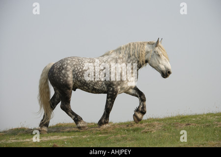 Percheron. Nach Pferd, zu Fuß auf Wiese Stockfoto