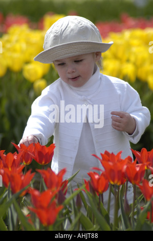 Kaukasische Kleinkind Mädchen berührt rote Tulpen mit gelben Tulpen im Hintergrund auf Veldheers Farm, Holland, Michigan USA Stockfoto