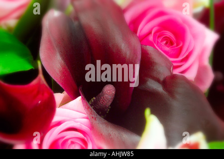 Nahaufnahme von Blumenstrauß mit dunkelroten Calla-Lilien und rosa Rosen. Stockfoto