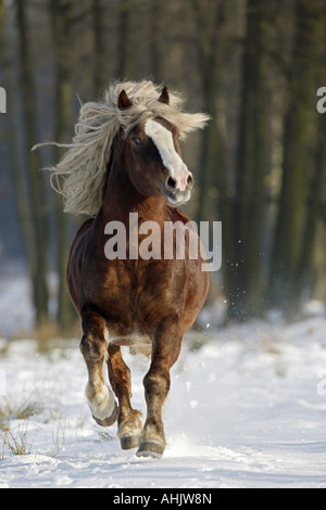 Schwarzwälder Kaltblut - im Galopp auf der Wiese Stockfoto