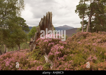 Schottische lila Heidekraut Mauren und Caledonian Pinien Mar Lodge Estate, Braemar, Cairngorms Nationalpark Schottland, Vereinigtes Königreich Stockfoto