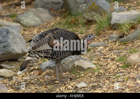 Amerikanische Wildtruthahn Meleagris Gallopavo fotografiert in freier Wildbahn in Arizona USA Stockfoto