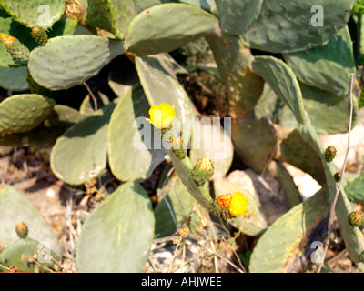 Zypern Prickly Pear Cactus in Blüte Stockfoto