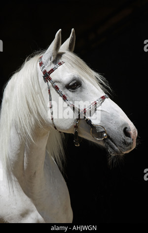 Shagya Araber Pferd - Porträt Stockfoto