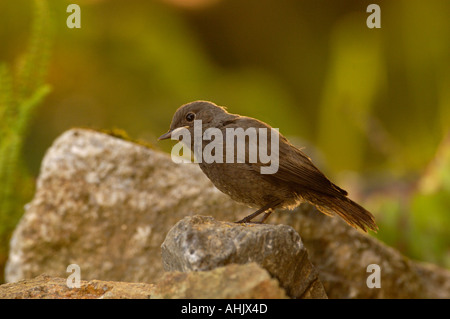Black Redstart Phoenicurus Ochruros Juvenile Stockfoto