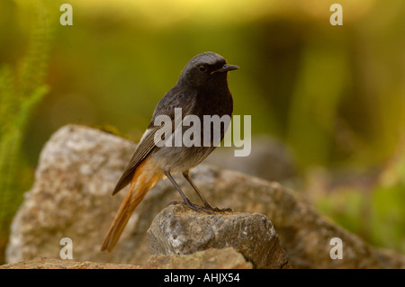 Black Redstart Phoenicurus Ochruros Männchen Stockfoto