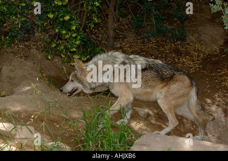 Mexikanische Grey Wolf Canis Lupus Baileyi Photogrpahed in Arizona USA Stockfoto