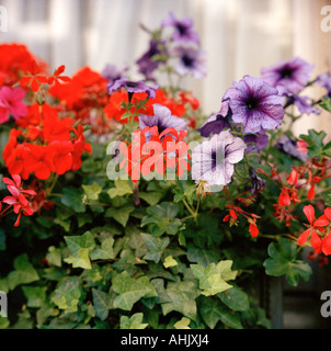 Rote und violette Blumen in einer Fenster-Box im St. James central London UK Stockfoto