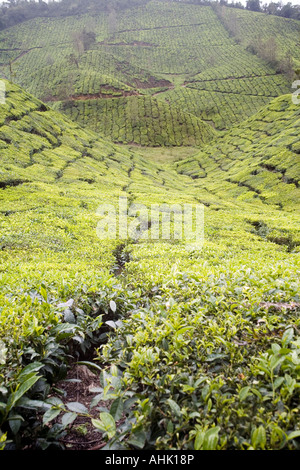 Schwaden von Munnar-Teeplantagen überrollen hängen des Süd-westlichen Ghats Gebirgszug teilen Kerala von Tamil Nadu. Indien Stockfoto
