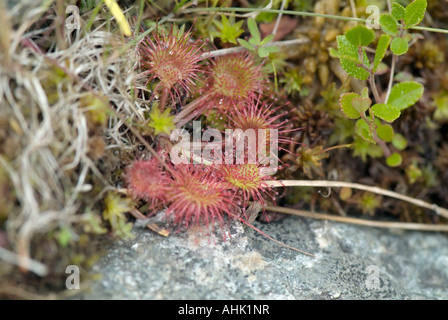 Runde Endivie Sonnentau Drosera Rotundifolia in den Sommermonaten am Rande des Gordon-Teich in den White Mountains New Hampshir Stockfoto