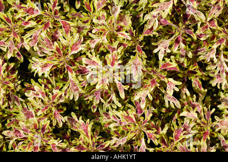 Buntnessel Solenostemon scutellarioides Stockfoto