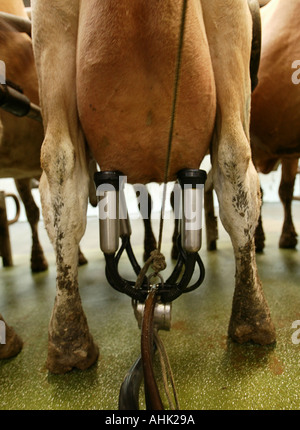 Jersey Kühe gemolken drinnen in der Nähe von Kuh Euter Viehzucht Melken stabile Bauernhof Milch Frischmilch Stockfoto