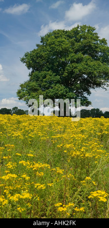Wildblumen im Feld in der Nähe von Guildford Surrey England UK Stockfoto