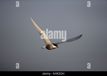 Weissbart-Seeschwalbe-Chlidonias Hybridus im Flug Ungarn Stockfoto