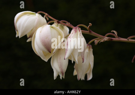 Yucca Gloriosa variegata Stockfoto