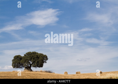 Korkeiche und Dolmen in einem ländlichen Bereich während der Ernte in Crato, Süden von Portugal. Mediterrane Landschaft. Alto Alentejo Provinz Stockfoto