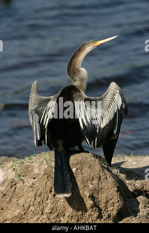 Anhinga Anhinga Anhinga Brasilien Stockfoto