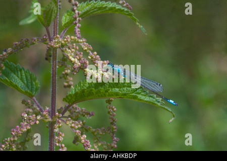 Banded Prachtlibelle Damselfly Calopteryx Splendens West Midlands Stockfoto