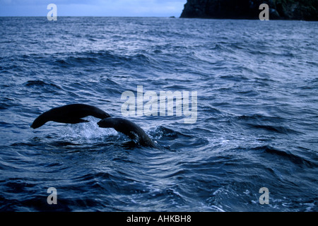 Chile Diego Ramirez Insel südliche Seebären Arctocephalus Australis Sprung vom Meer südlich von Kap Hoorn Stockfoto