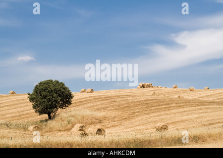 Ländlichen Gebiet während der Ernte in Crato, südlich von Portugal. Mediterrane Landschaft. Portalegre District, Provinz Alto Alentejo. Stockfoto