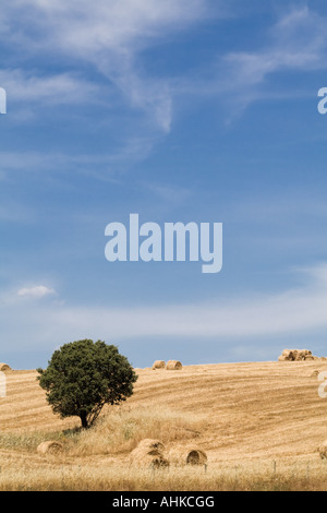 Ländlichen Gebiet während der Ernte in Crato, südlich von Portugal. Mediterrane Landschaft. Portalegre District, Provinz Alto Alentejo. Stockfoto