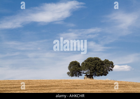 Korkeiche und Dolmen in einem ländlichen Bereich während der Ernte in Crato, Süden von Portugal. Mediterrane Landschaft. Alto Alentejo Provinz Stockfoto