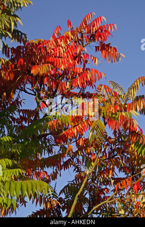 Herbst Färbung Essigbaum Staghorn Sumach Herbstfarben Stockfoto