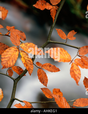 Ein Buche Baum Bäumchen in herrlichen Herbstfarben schafft eine krasse Form und Kontrast gegen eine Out of Focus Strom fließt die Stockfoto