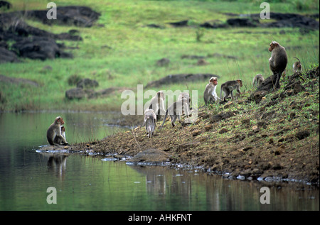 Motorhaube-Affen in Periyar Wildlife Reserve A Familie von Bonnet Affen spielen am See in der Periyar Wildlife Reserve Stockfoto