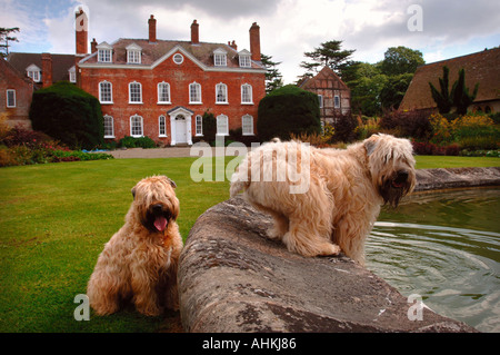 ELTON HALL IN DER NÄHE VON LUDLOW SHROPSHIRE UK MIT SOFT COATED WHEATEN TERRIER HUNDE AUS DEM BRUNNEN TRINKEN Stockfoto