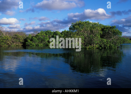 Ecuador Galapagosinseln untergehenden Sonne leuchtet Mangroven entlang Elizabeth Bay auf der Insel Isabela Stockfoto