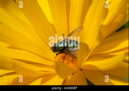 Greenbottle Fly auf Ringelblume Stockfoto