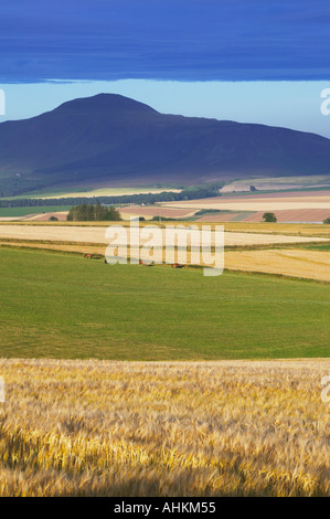 In der Nähe von Milnathort, Perth und Kinross, Schottland. Blick über Gerstenfeld in Richtung West Lomond der Lomond Hügel Stockfoto