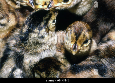 Ganz in der Nähe Schuss von Fasan Eintagsküken nach der Entnahme aus dem Inkubator in einem Brutraum. Stockfoto