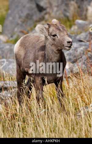 Bighorn Schafe Youngster im hohen Almwiese Jasper Nationalpark Alberta Kanada Stockfoto