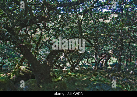 Wistmans Holz Dartmoor Stockfoto