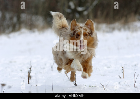 Australian Shepherd - laufen im Schnee Stockfoto