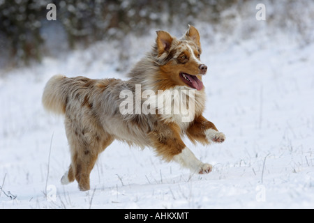 Australian Shepherd - laufen im Schnee Stockfoto