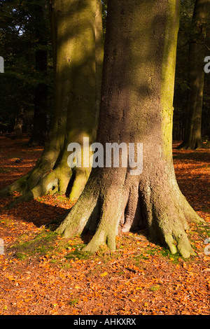 Buche bei Alderley Edge im Herbst Stockfoto